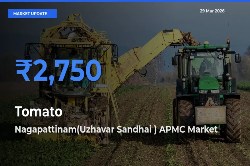Tomato Mandi Rate Today: Nagapattinam(Uzhavar Sandhai ) APMC Tops the List