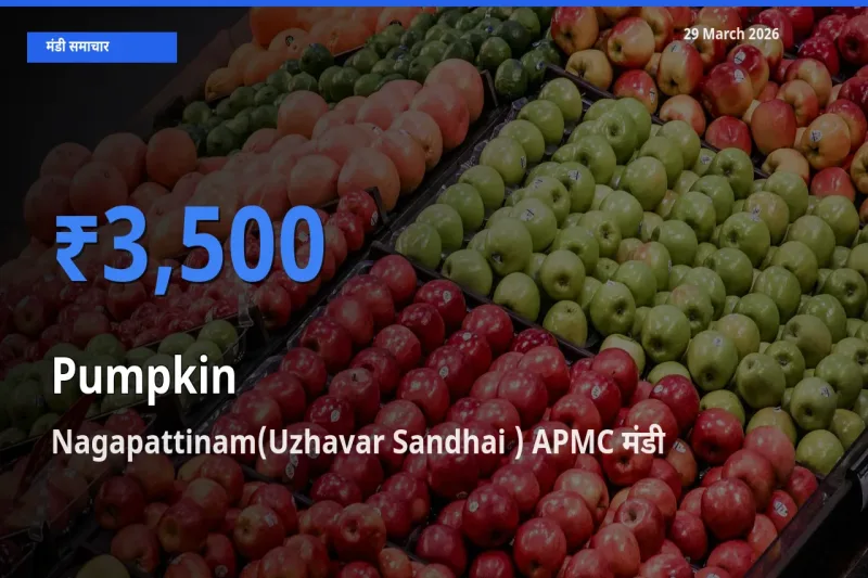 Nagapattinam(Uzhavar Sandhai ) APMC मंडी में कद्दू ₹3,500 पर पहुँचा – आज का सर्वोच्च भाव
