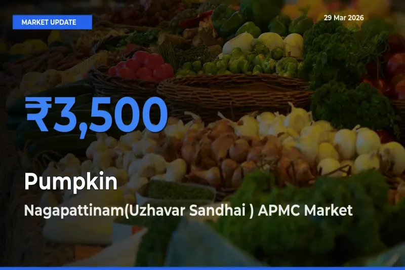 Pumpkin Mandi Rate Today: Nagapattinam(Uzhavar Sandhai ) APMC Tops the List