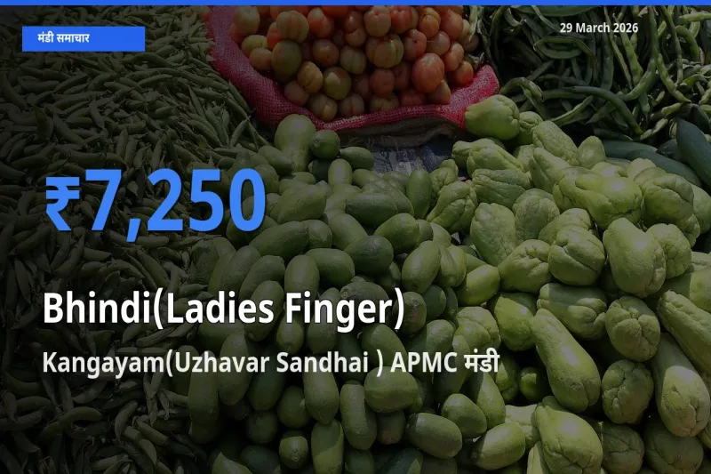 Kangayam(Uzhavar Sandhai ) APMC मंडी में भिंडी ₹7,250 पर पहुँचा – आज का सर्वोच्च भाव