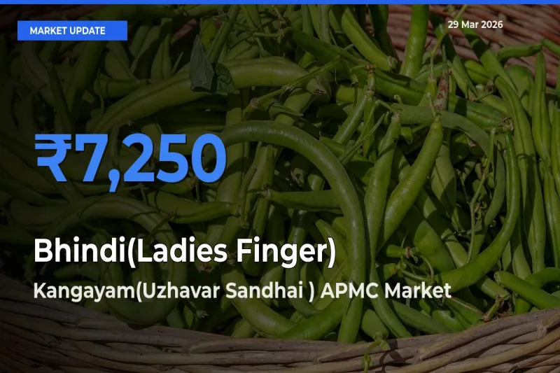 Farmers Prefer Kangayam(Uzhavar Sandhai ) APMC as Bhindi(Ladies Finger) Hits Highest Rate