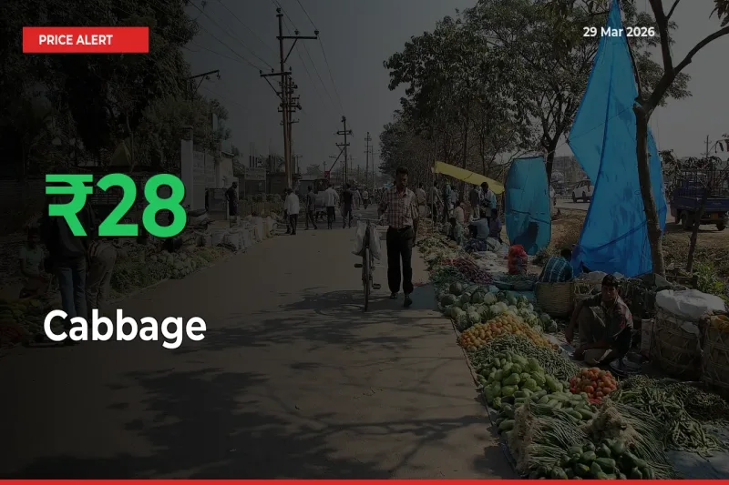 Cabbage Rises 28.16% at Mandis