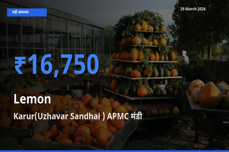 किसानों की पसंद बना Karur(Uzhavar Sandhai ) APMC, नींबू के सबसे अच्छे दाम
