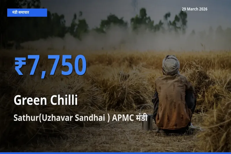 Sathur(Uzhavar Sandhai ) APMC में हरी मिर्च का आज सबसे ऊँचा भाव