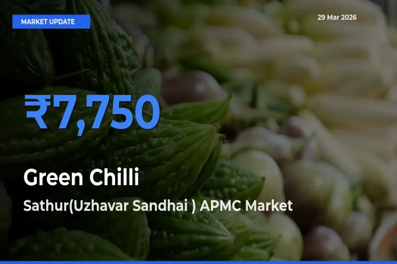 Farmers Prefer Sathur(Uzhavar Sandhai ) APMC as Green Chilli Hits Highest Rate