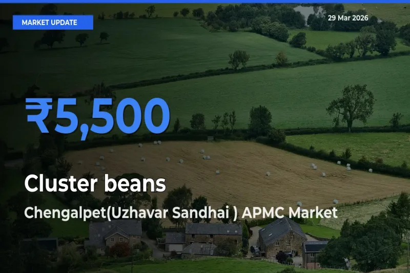 Farmers Prefer Chengalpet(Uzhavar Sandhai ) APMC as Cluster beans Hits Highest Rate