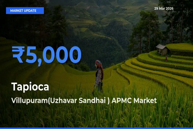 Tapioca Mandi Rate Today: Villupuram(Uzhavar Sandhai ) APMC Tops the List