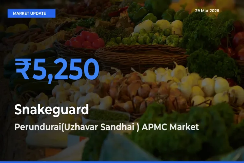 Market Watch: Perundurai(Uzhavar Sandhai ) APMC Becomes Top Mandi for Snakeguard