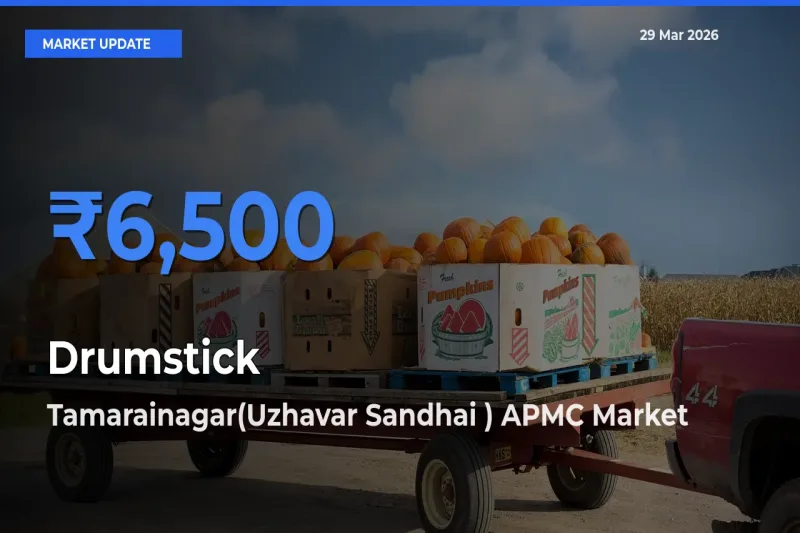 Top Performer! Tamarainagar(Uzhavar Sandhai ) APMC Offers Best Drumstick Price Today