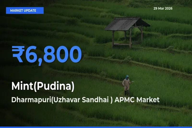Dharmapuri(Uzhavar Sandhai ) APMC Emerges as Top Mandi for Mint(Pudina) Prices Today