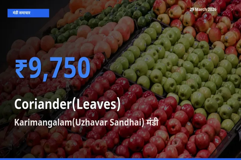 बाज़ार संकेत: Karimangalam(Uzhavar Sandhai) बना हरा धनिया के लिए आज की टॉप मंडी