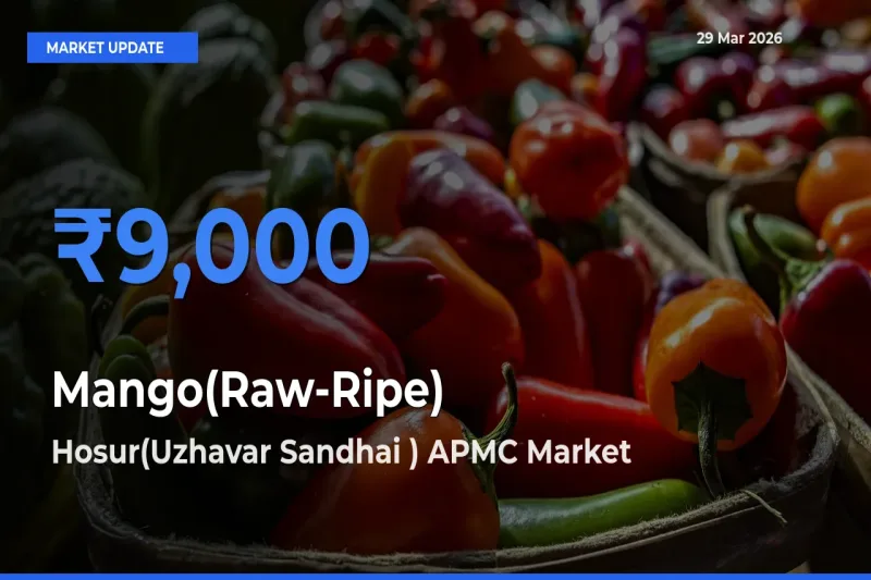 Hosur(Uzhavar Sandhai ) APMC Offers ₹9,000 – Highest Mango(Raw-Ripe) Rate Today