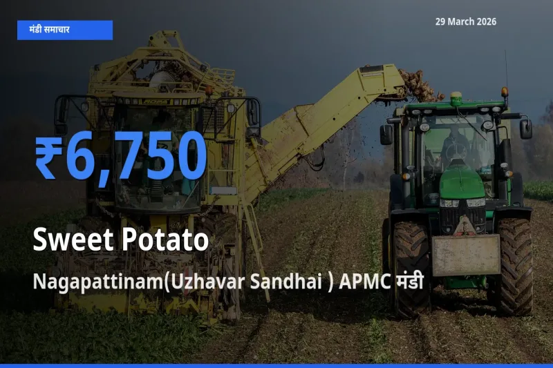 Nagapattinam(Uzhavar Sandhai ) APMC मंडी में आज शकरकंद के सबसे ऊँचे दाम दर्ज