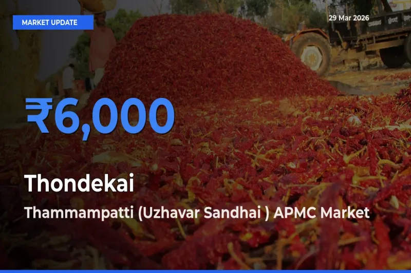 Thammampatti (Uzhavar Sandhai ) APMC Tops Thondekai Rates – March 29 Market Update