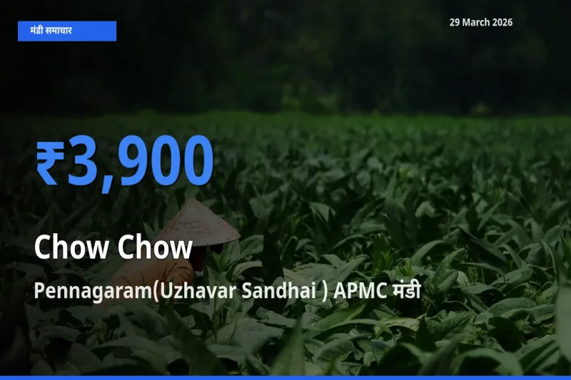 बाज़ार संकेत: Pennagaram(Uzhavar Sandhai ) APMC बना चाउ चाउ के लिए आज की टॉप मंडी