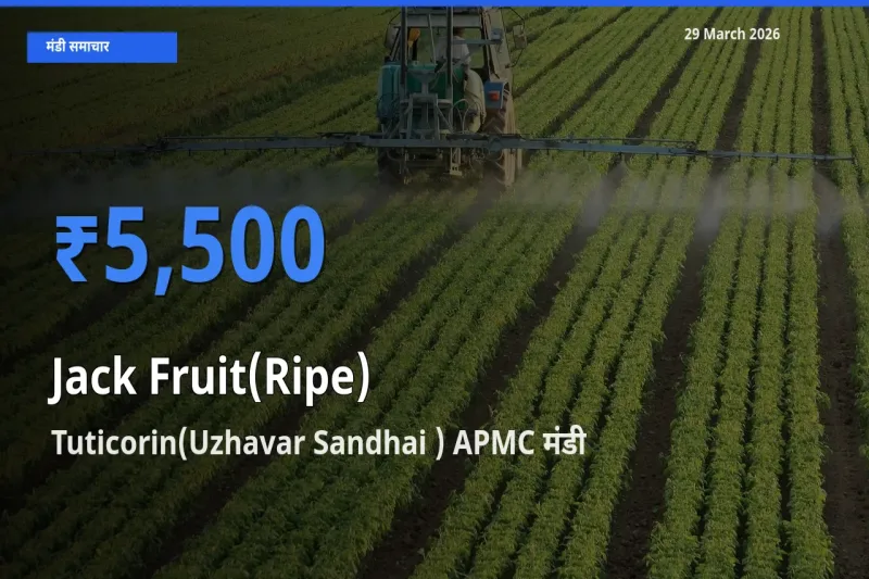 Tuticorin(Uzhavar Sandhai ) APMC में पका कटहल का आज सबसे ऊँचा भाव