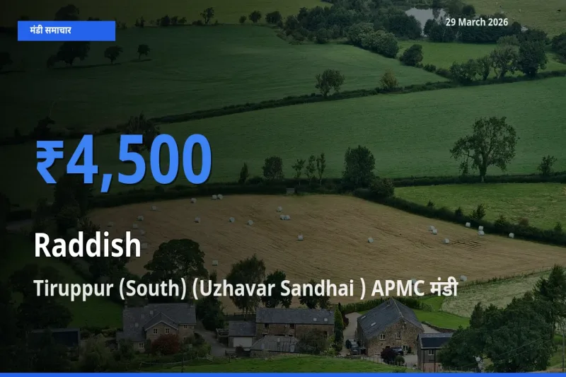 Tiruppur (South) (Uzhavar Sandhai ) APMC मंडी में आज मूली के सबसे ऊँचे दाम दर्ज