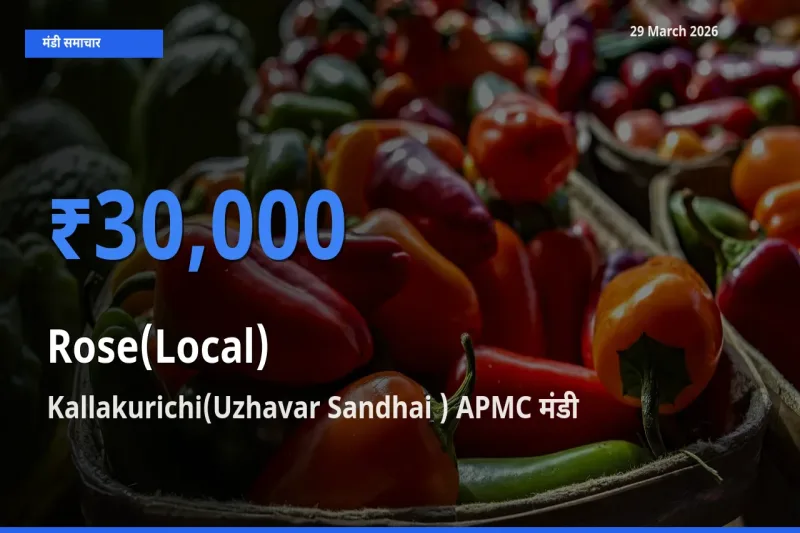 29 March अपडेट: गुलाब(स्थानीय) के सबसे ऊँचे दाम Kallakurichi(Uzhavar Sandhai ) APMC मंडी में