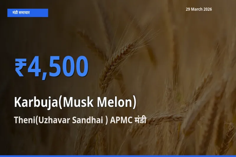 आज खरबूजा के सबसे ऊँचे दाम ₹4,500 Theni(Uzhavar Sandhai ) APMC मंडी में