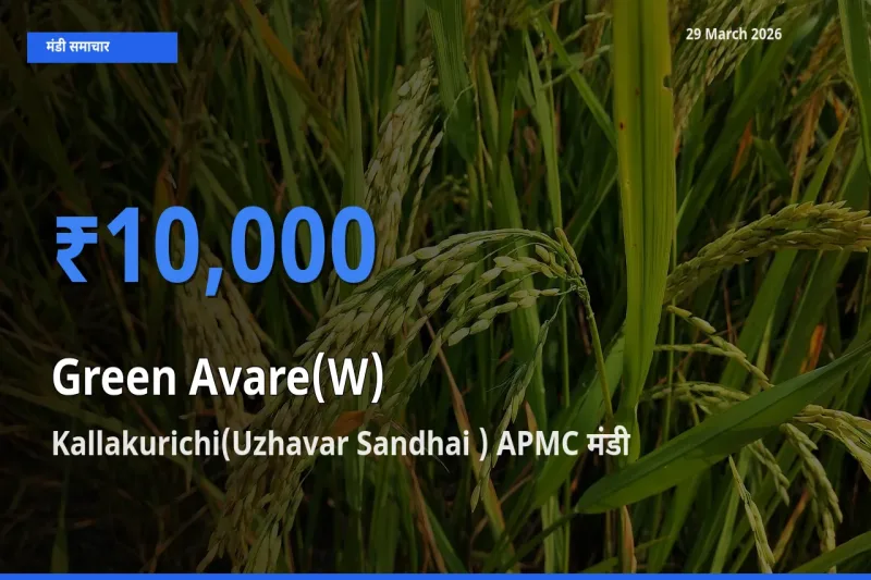 टॉप मंडी बना Kallakurichi(Uzhavar Sandhai ) APMC! हरी सेम के सबसे ऊँचे दाम यहीं दर्ज