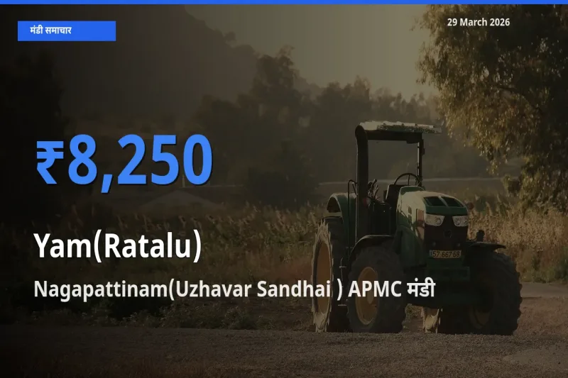 Nagapattinam(Uzhavar Sandhai ) APMC मंडी में रतालू (रतलू) ₹8,250 पर पहुँचा – आज का सर्वोच्च भाव