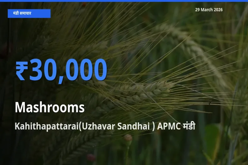 29 March अपडेट: मशरूम के सबसे ऊँचे दाम Kahithapattarai(Uzhavar Sandhai ) APMC मंडी में