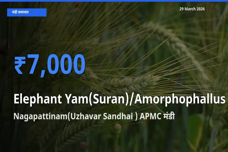 आज का मंडी भाव: जिमीकंद (सूरन) के सबसे ज़्यादा दाम Nagapattinam(Uzhavar Sandhai ) APMC में