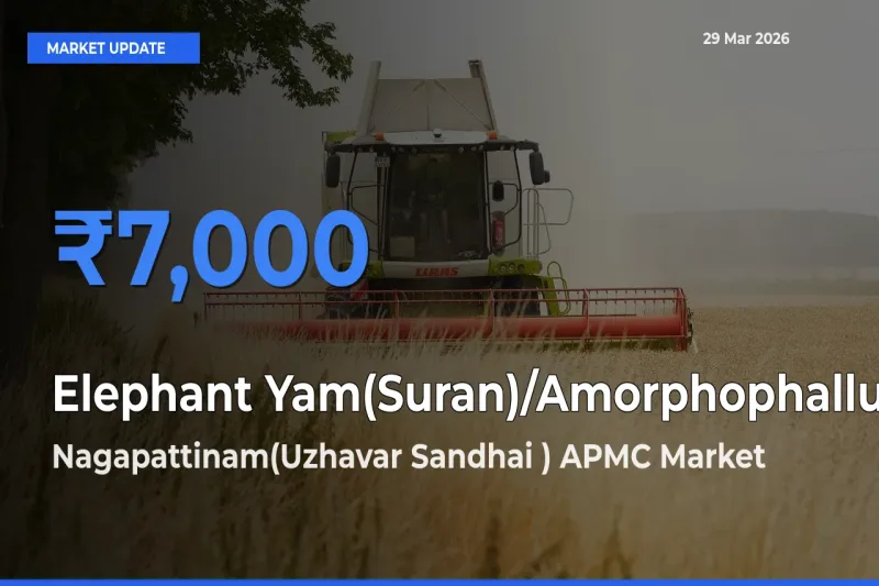 Farmers Prefer Nagapattinam(Uzhavar Sandhai ) APMC as Elephant Yam(Suran)/Amorphophallus Hits Highest Rate