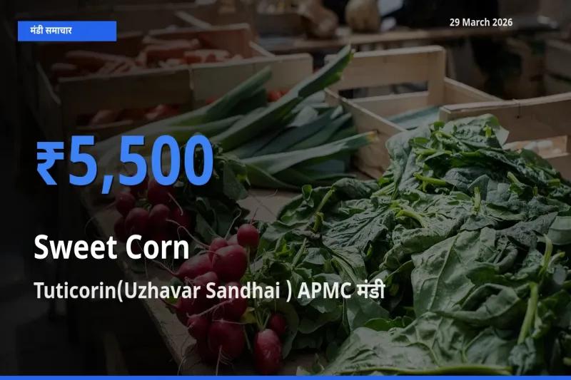 किसानों की पसंद बना Tuticorin(Uzhavar Sandhai ) APMC, स्वीट कॉर्न के सबसे अच्छे दाम