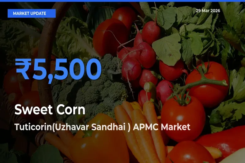 Sweet Corn  Mandi Rate Today: Tuticorin(Uzhavar Sandhai ) APMC Tops the List