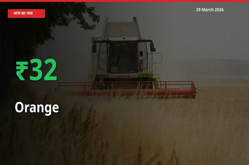 आज का मंडी भाव: संतरा के दाम मंडी में 31.88% ऊपर