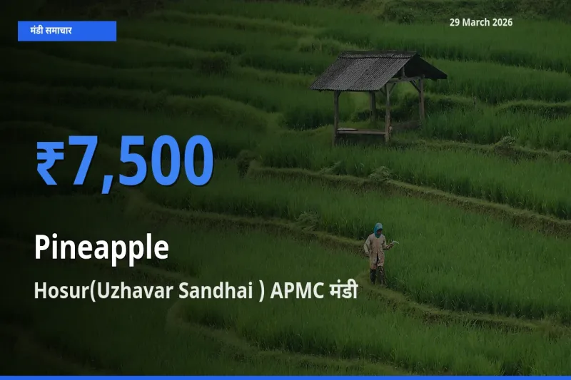 Hosur(Uzhavar Sandhai ) APMC में अनानास का आज सबसे ऊँचा भाव