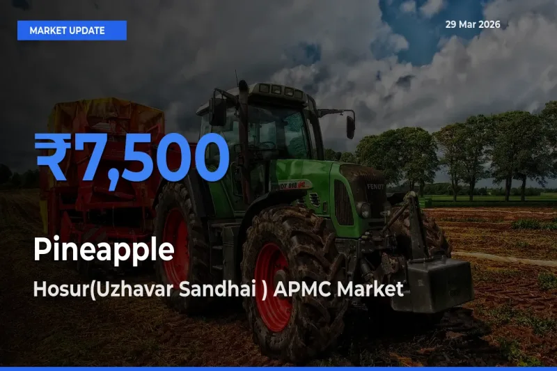 Pineapple Mandi Rate Today: Hosur(Uzhavar Sandhai ) APMC Tops the List