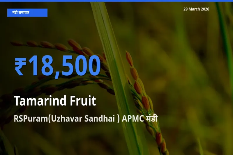 29 March अपडेट: इमली का फल के सबसे ऊँचे दाम RSPuram(Uzhavar Sandhai ) APMC मंडी में