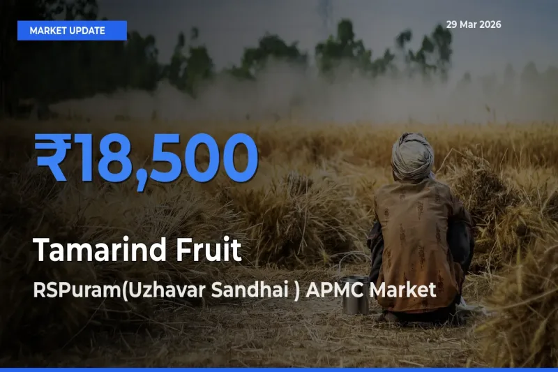 RSPuram(Uzhavar Sandhai ) APMC Leads as Top Mandi for Tamarind Fruit Prices