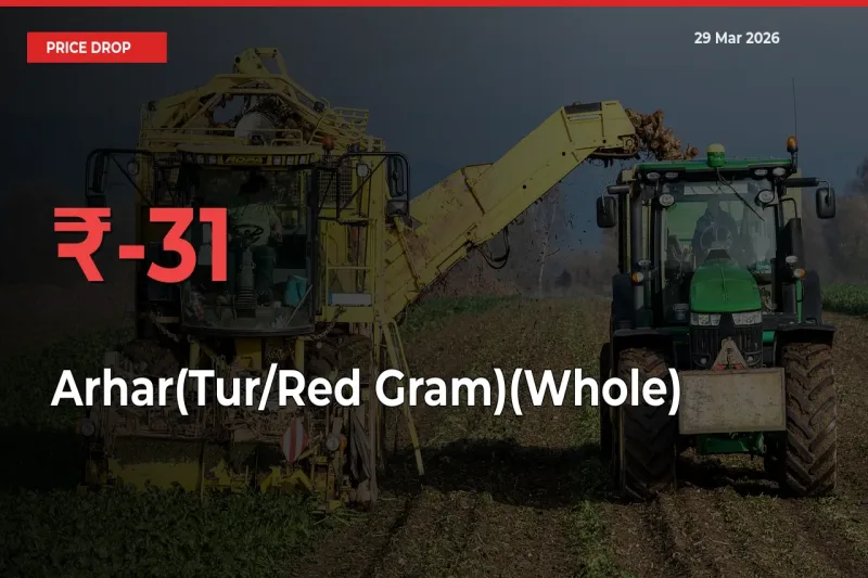 Arhar(Tur/Red Gram)(Whole) Prices Drop 30.68% in 24 Hours at Major Mandis