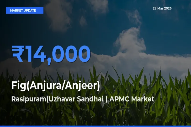 Fig(Anjura/Anjeer) Mandi Rate Today: Rasipuram(Uzhavar Sandhai ) APMC Tops the List