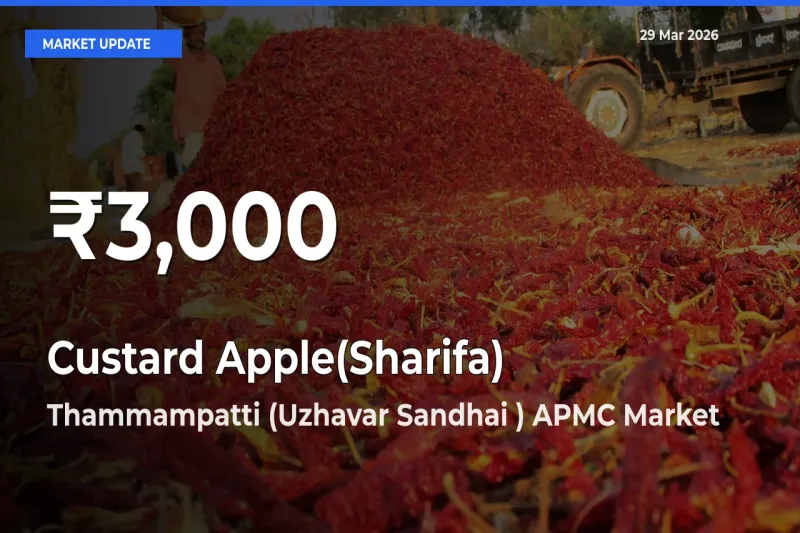 Farmers Concerned as Custard Apple(Sharifa) Hits 30-Day Low in Thammampatti (Uzhavar Sandhai ) APMC