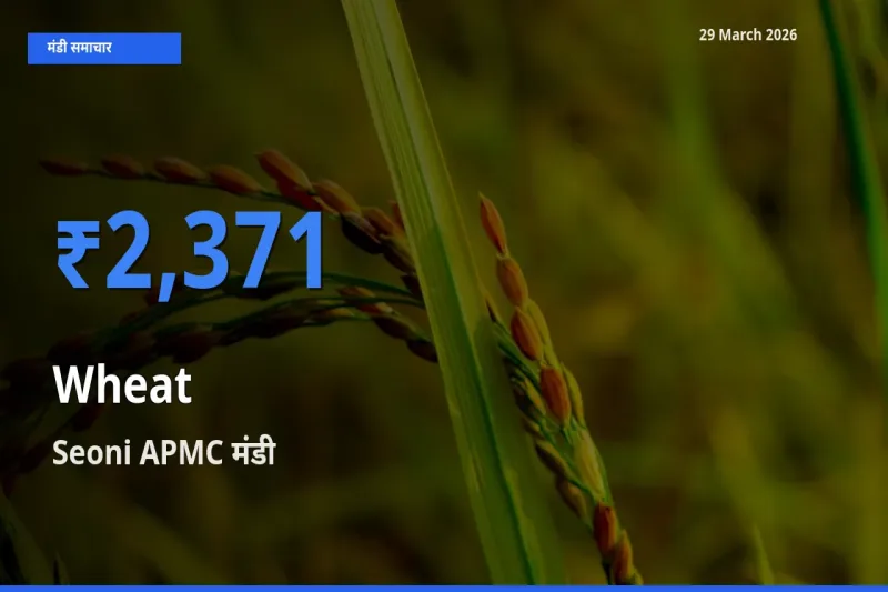 किसानों की पसंद बना Seoni APMC, गेहूँ के सबसे अच्छे दाम