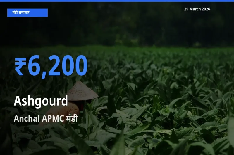 Anchal APMC मंडी में आज पेठा कद्दू के सबसे ऊँचे दाम दर्ज
