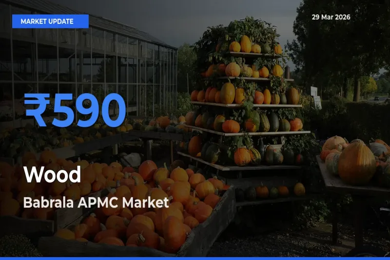 Market Watch: Babrala APMC Becomes Top Mandi for Wood