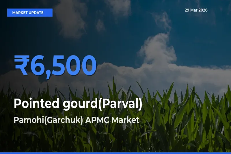 Market Watch: Pamohi(Garchuk) APMC Becomes Top Mandi for Pointed gourd(Parval)