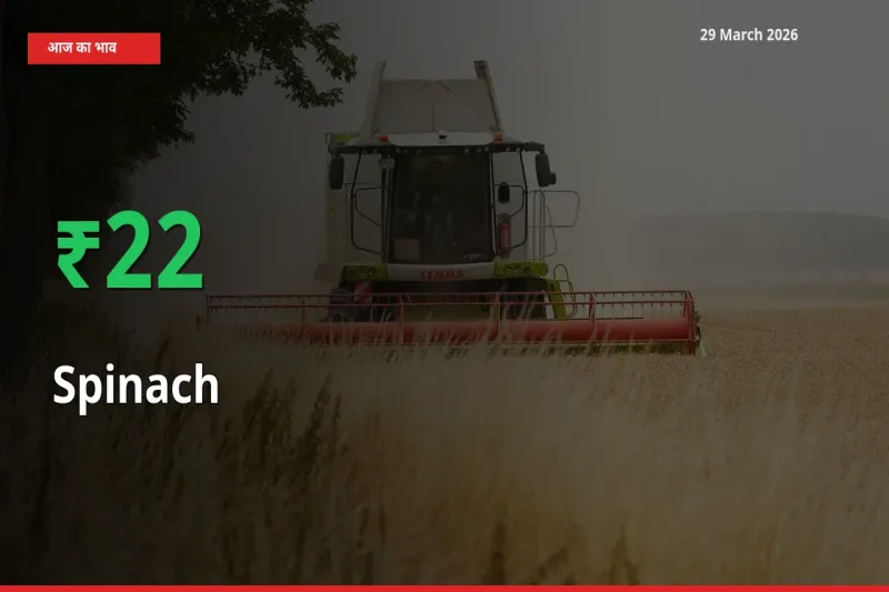 29 March अपडेट: पालक के दाम मंडी में 21.83% उछले