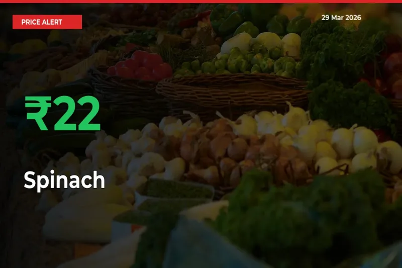 Farmers Cheer as Spinach Prices Surge 21.83% in Local Mandis