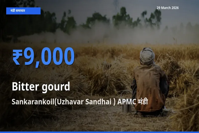 टॉप मंडी बना Sankarankoil(Uzhavar Sandhai ) APMC! करेला के सबसे ऊँचे दाम यहीं दर्ज