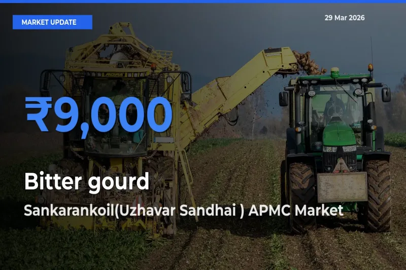 Farmers Prefer Sankarankoil(Uzhavar Sandhai ) APMC as Bitter gourd Hits Highest Rate