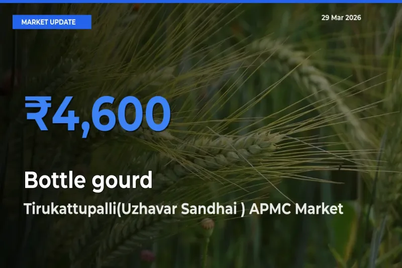 Tirukattupalli(Uzhavar Sandhai ) APMC Records Highest ₹4,600 Rate for Bottle gourd