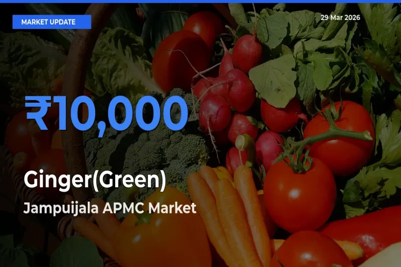 Jampuijala APMC Tops Ginger(Green) Mandi Rates Today