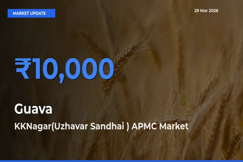 Guava Mandi Rate Today: KKNagar(Uzhavar Sandhai ) APMC Tops the List
