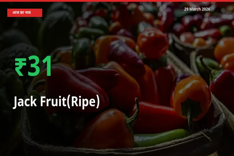 29 March अपडेट: पका कटहल के दाम मंडी में 31.13% उछले